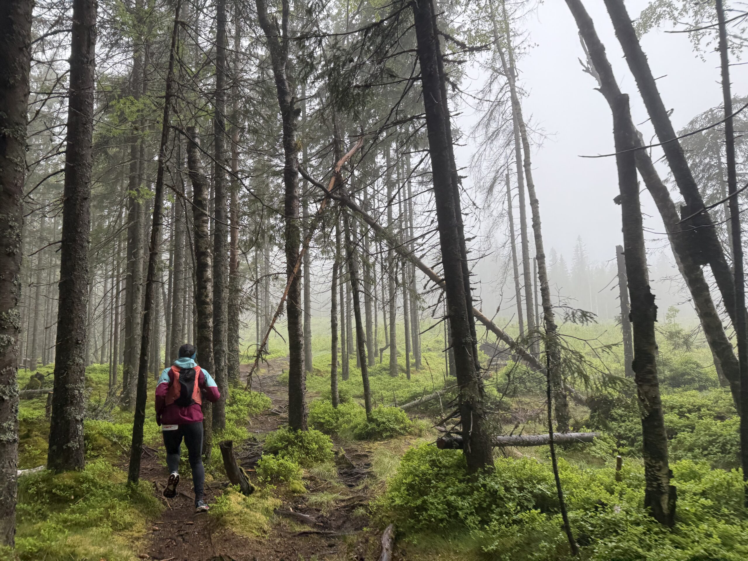 Trolsk skog