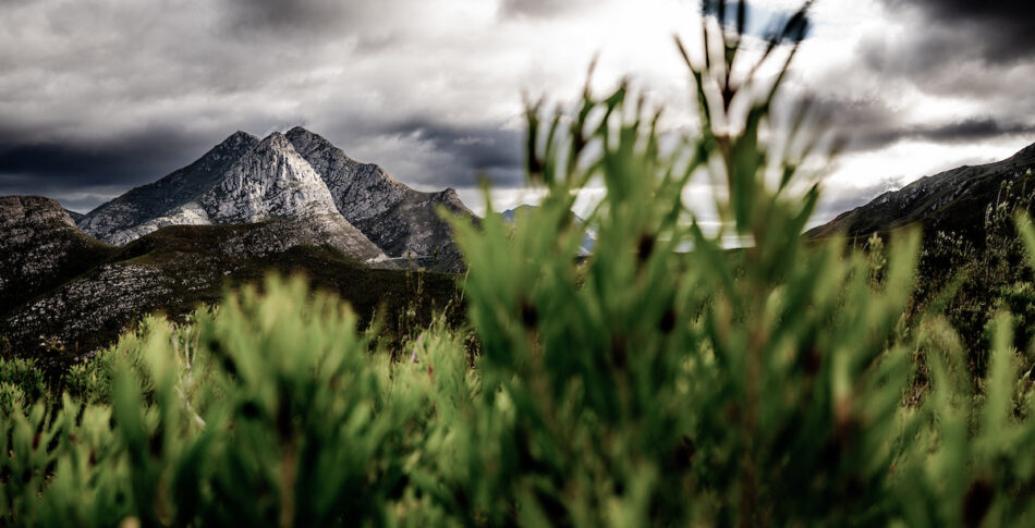 Fjell og flora i George