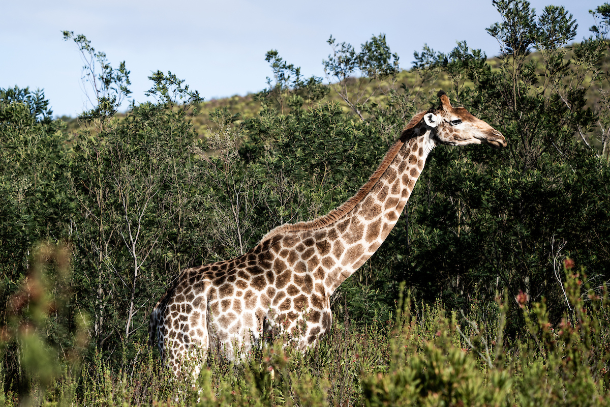 Giraff