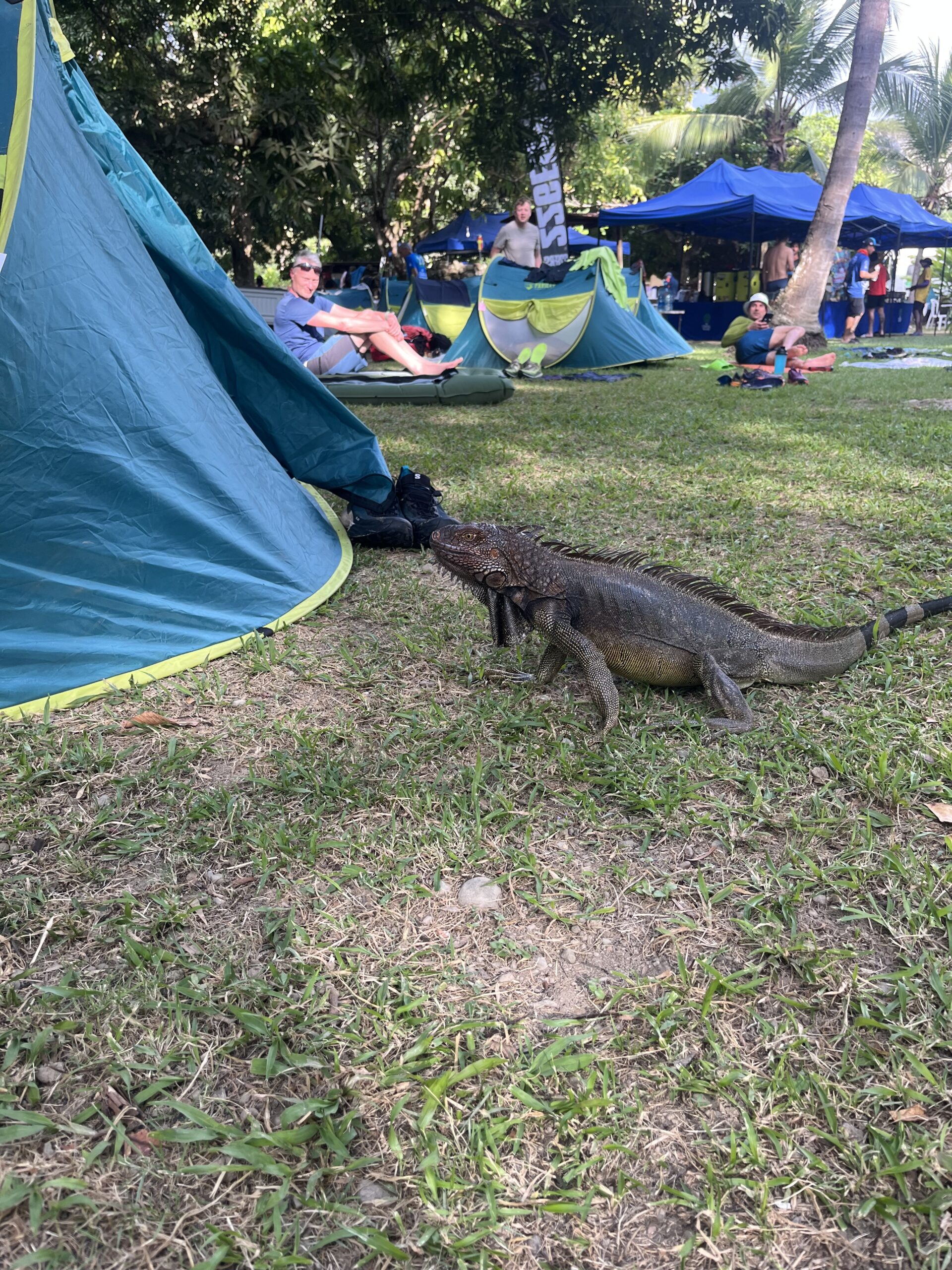 Iguan på besøk i teltleiren på The Coastal Challenge Costa Rica